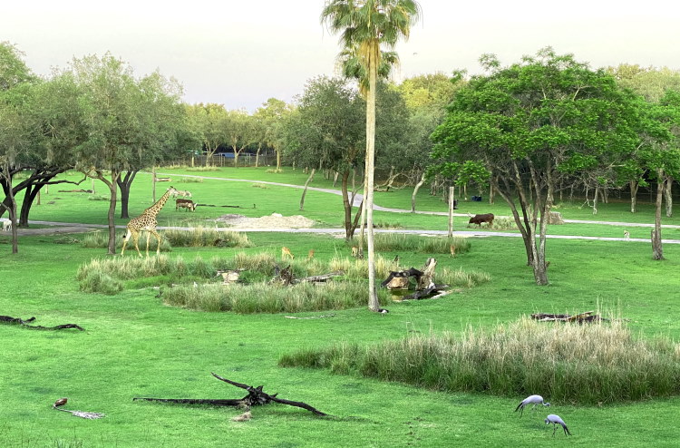 Savana view at Disney's Animal Kingdom Lodge.