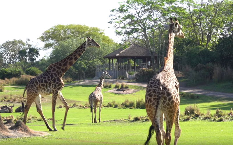 Video: See how Disney takes care of their animals during the Walt ...