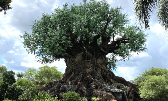 Tree of Life at Disney's Animal Kingdom