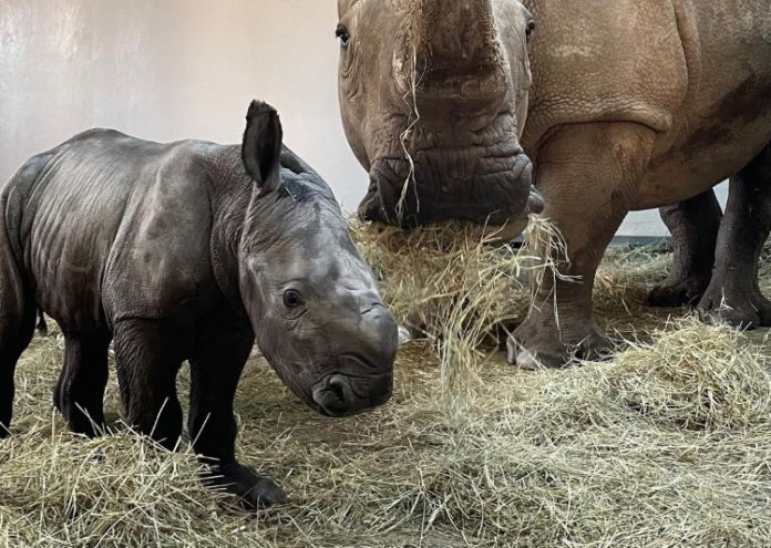 New white rhino calf at Disney's Animal Kingdom