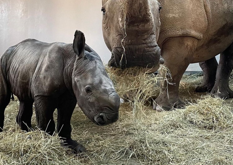 New white rhino calf at Disney's Animal Kingdom