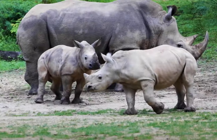 Rhino family at Disney's Animal Kingdom Theme Park.
