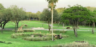 Savana at Disney's Animal Kingdom Lodge.