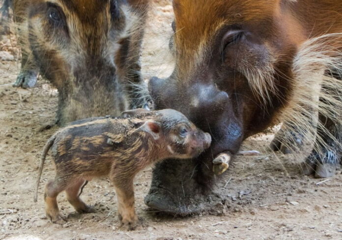 Baby red river hog born at Disney's Animal Kingdom Lodge.