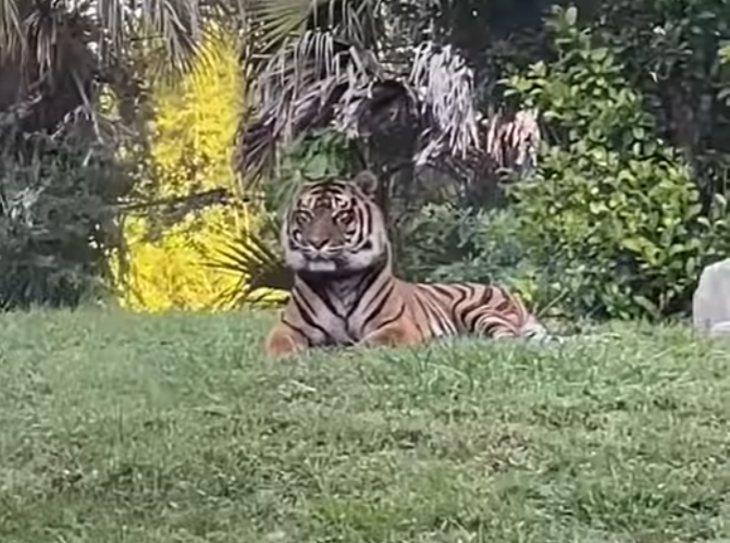 Conrad the tiger at Disney's Animal Kingdom.