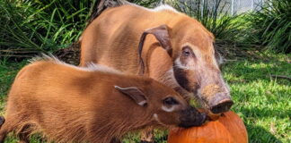 Red River Hogs eat pumpkins.