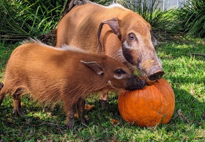 Red River Hogs eat pumpkins.