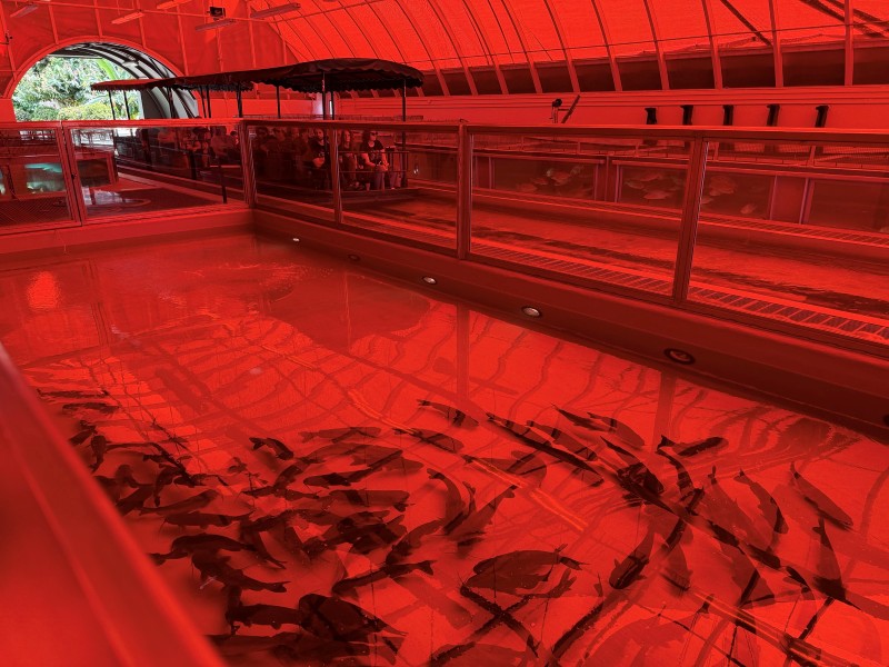 View of a fish farm tank on the Living with the Land ride at EPCOT.