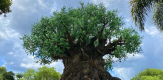 Virtual Queues Will Be Used for Bluey’s Wild World at Animal Kingdom Tree of Life at Disney's Animal Kingdom.